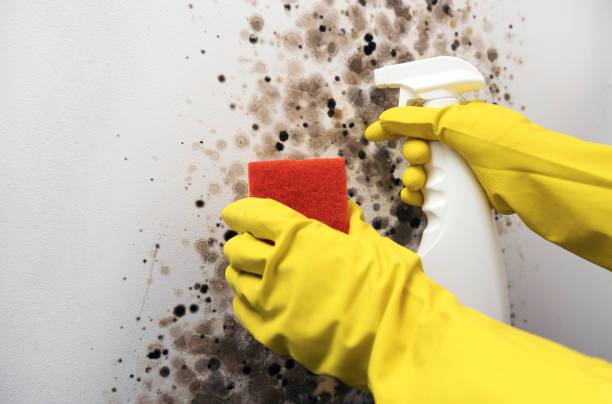 Professional Mold Removal in Kelso, WA