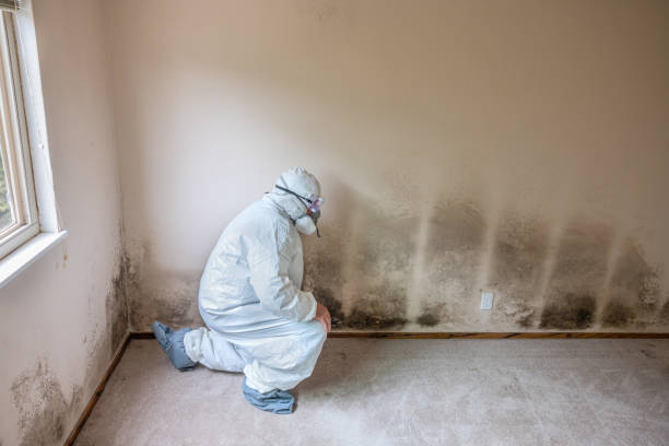 Mold Removal and Inspection in Kelso, WA